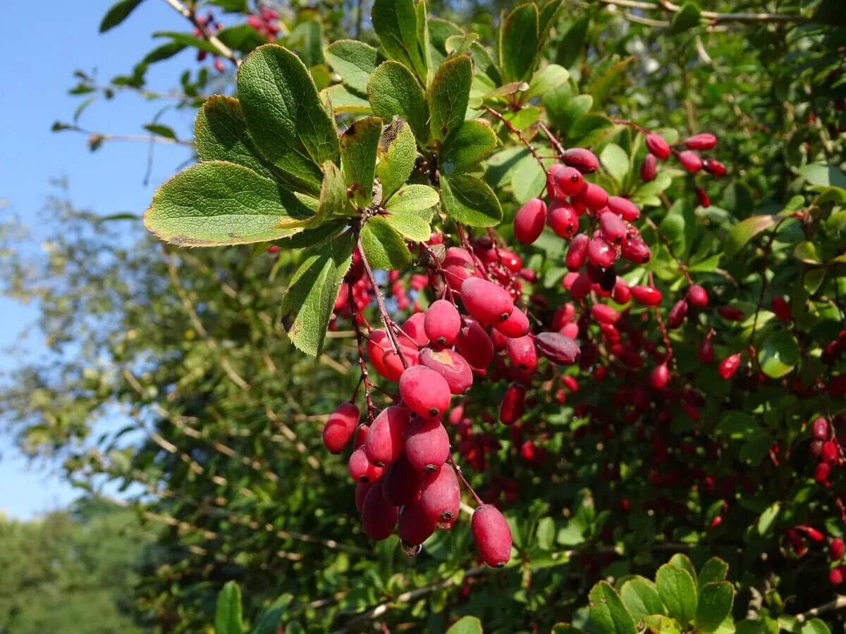 Плоды кустарников фото Барбарис обыкновенный пурпурнолистный (Berberis vulgaris) - купите саженцы в кон