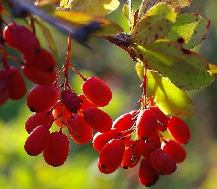 Плоды кустарников фото Неактивно