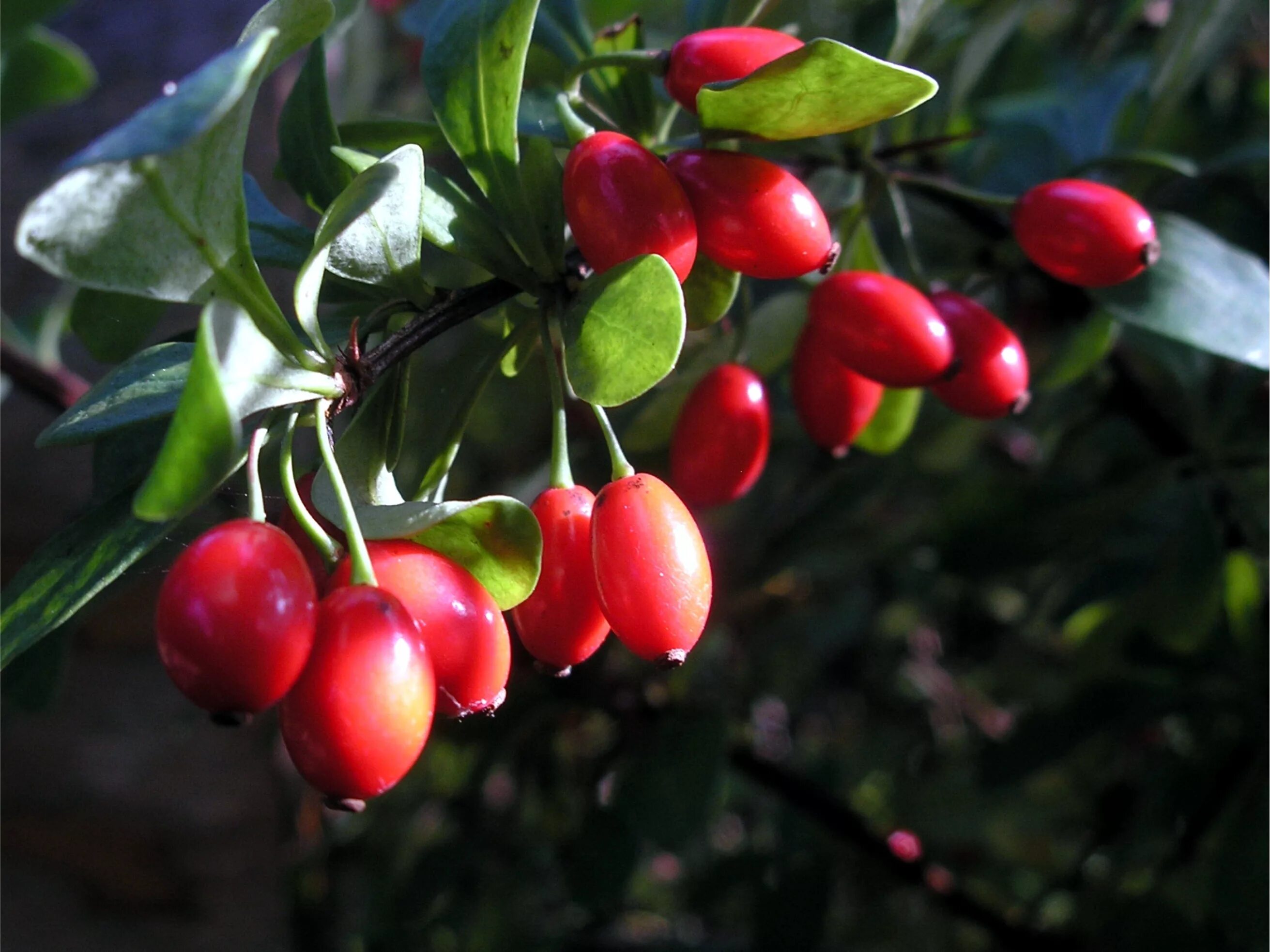 Плоды кустарников фото Free Images : nature, branch, fruit, flower, food, red, produce, evergreen, berr