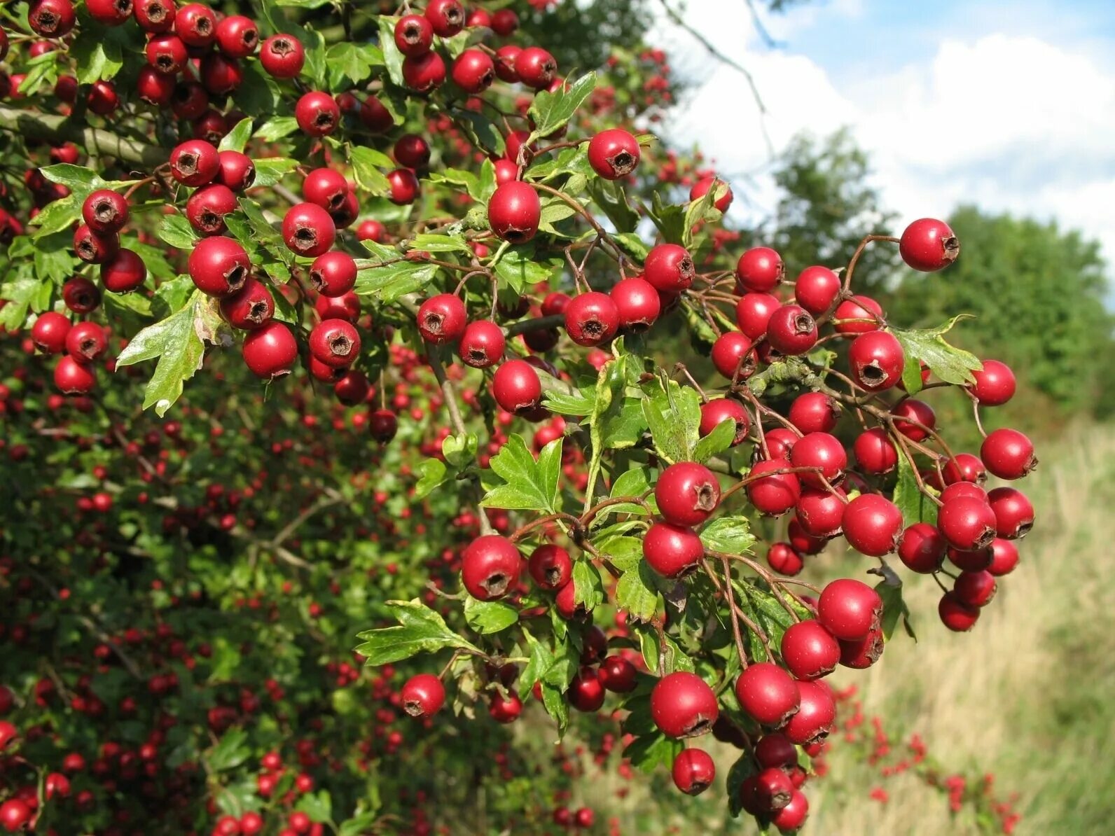 Плоды кустарников фото и названия Одиночный семян английский Hawthorn, Crataegus однопестичный, дерево семена (пок
