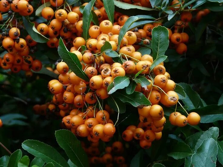 Плоды кустарников фото и названия Firethorn Fruit Berry - Free photo on Pixabay Shrubs, Berries, Autumn garden