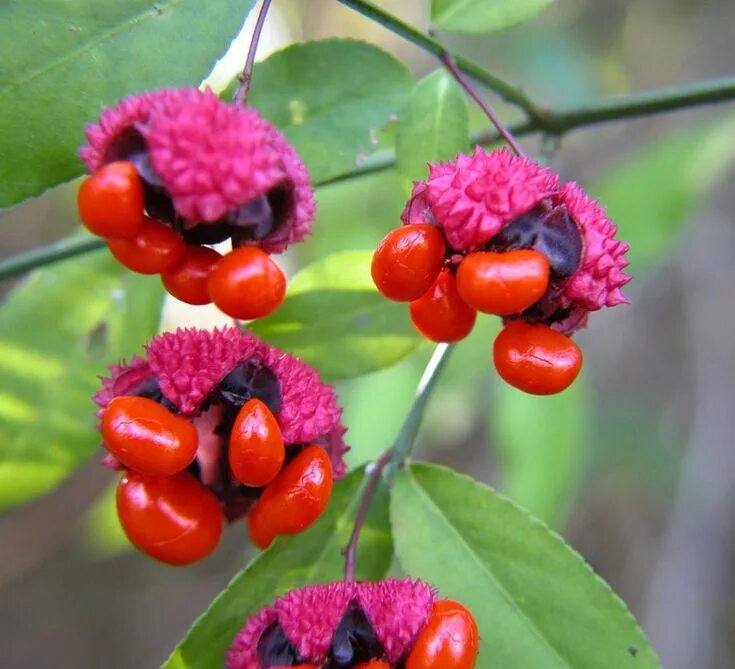 Плоды кустарников фото и названия Hearts A Bustin Euonymus americanus Vainas de semillas, Plantas exóticas, Semill