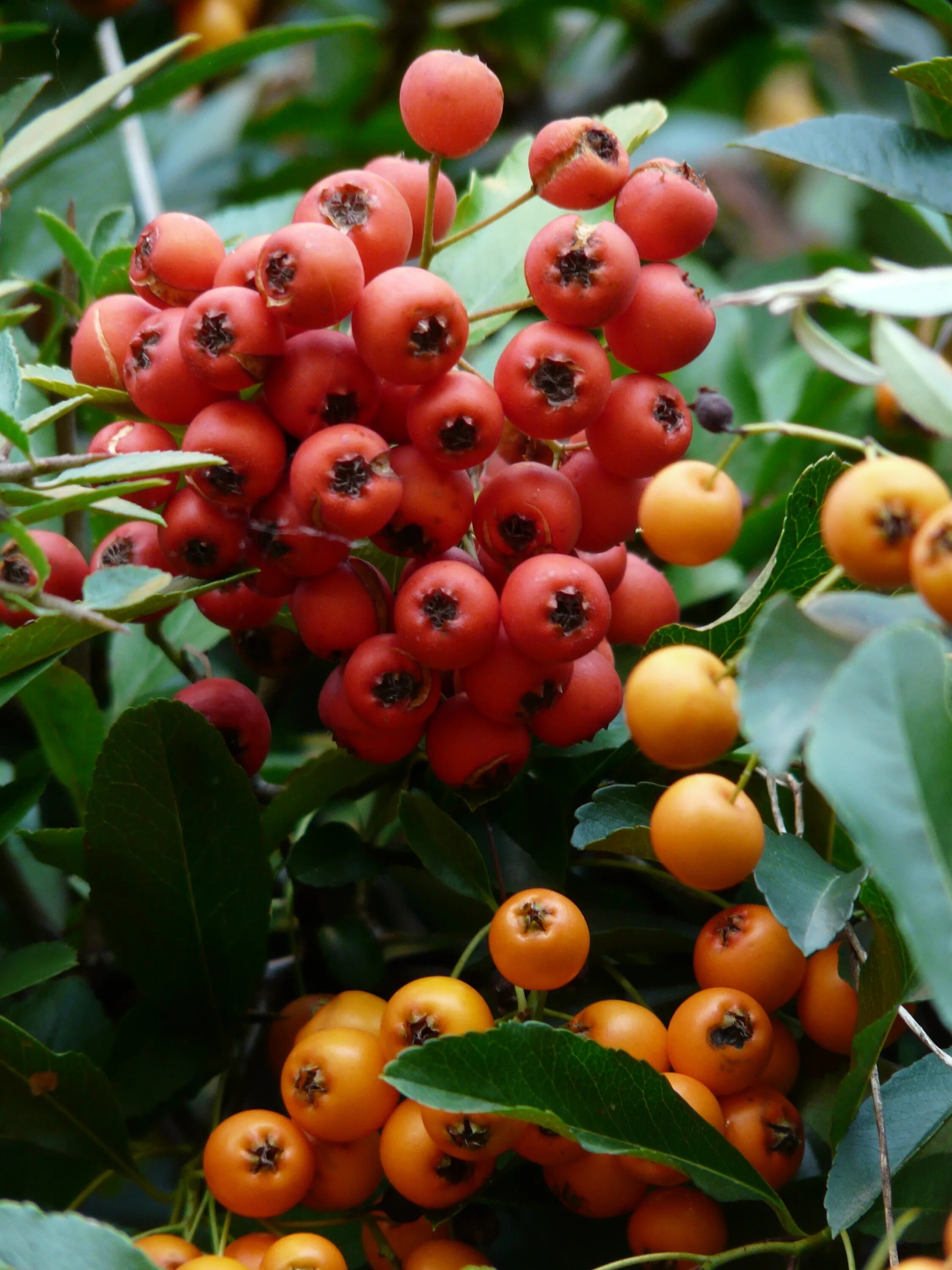 Плоды кустарников фото и названия Free Images : fruit, flower, orange, food, green, red, produce, flora, berries, 