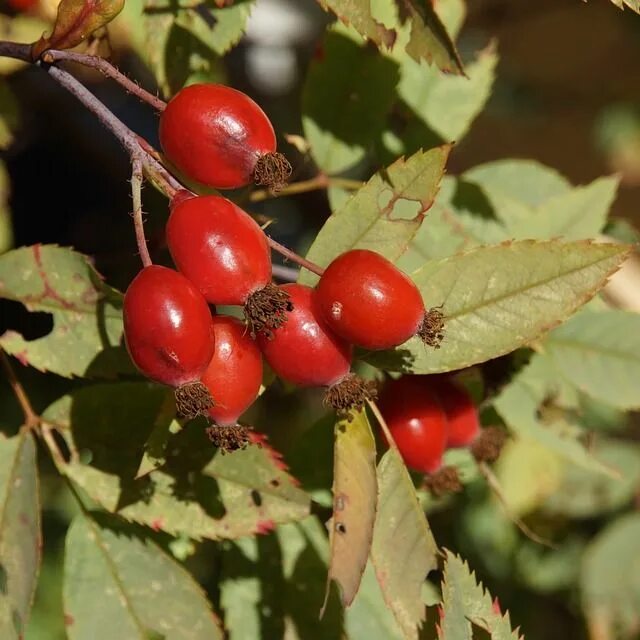Плоды кустарников фото и названия Free Image on Pixabay - Rosehip, Berry, Red Berries Natural medicine, Berries, R