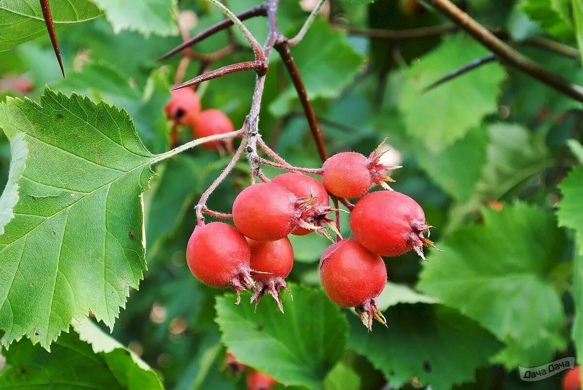 Плоды кустарников фото и названия Боярышник крупноплодный (Crataegus aestivalis) - описание сорта, фото, саженцы, 