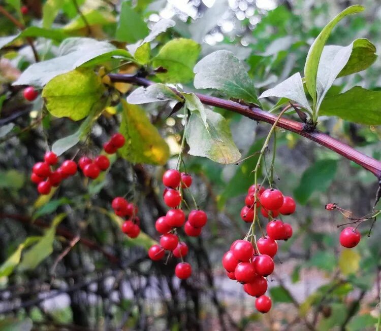 Плоды кустарников фото и названия Барбарис корейский, Berberis koreana