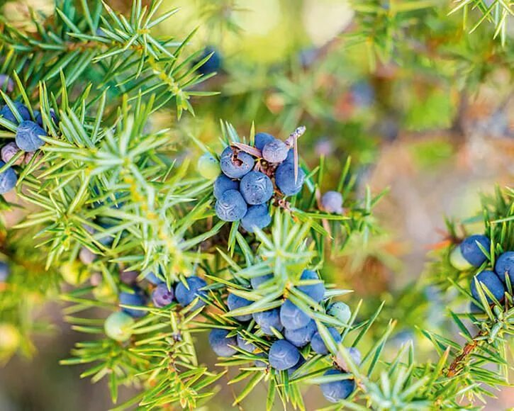 Плоды можжевельника фото Gemeiner Wacholder (Früchte)Juniperus communis in 2021 Gemeiner wacholder, Natur