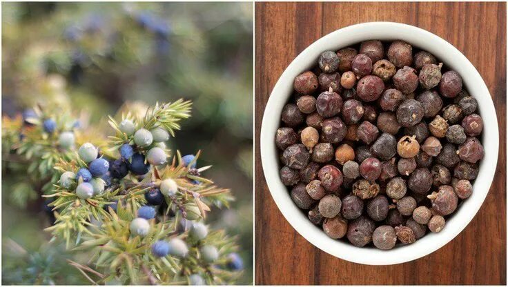 Плоды можжевельника фото 11 Reasons You Should Go Out Foraging For Juniper Berries Wild food foraging, Be