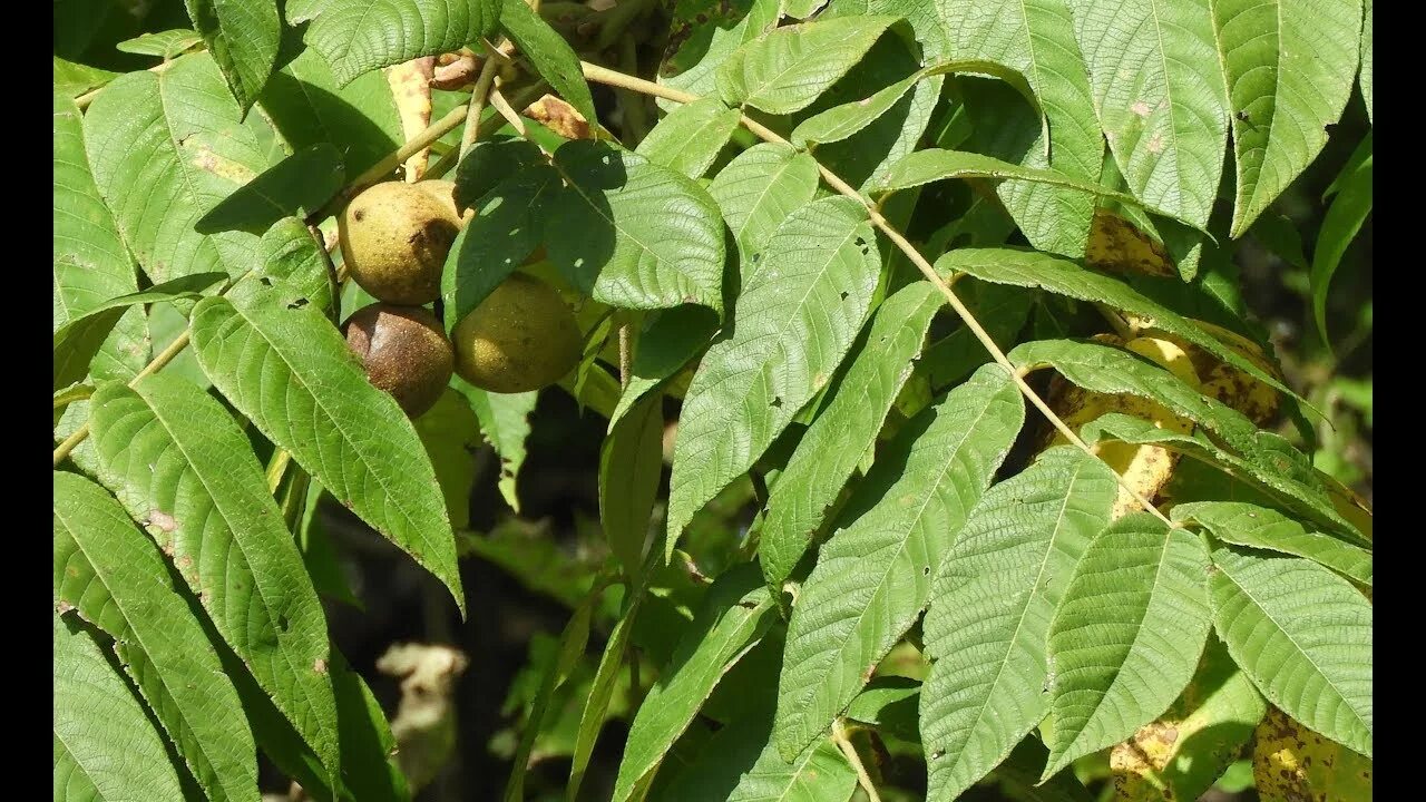 Плоды ореха маньчжурского фото и описание Орех Маньчжурский / Juglans Mandshurica - YouTube