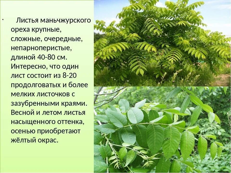 Плоды ореха маньчжурского фото и описание Орех дальневосточный фото - DelaDom.ru