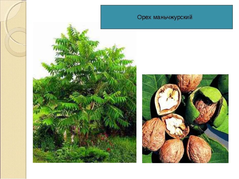 Плоды ореха маньчжурского фото и описание Орех дальневосточный фото - DelaDom.ru