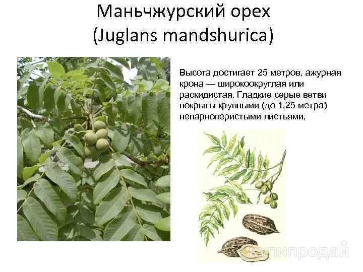 Плоды ореха маньчжурского фото и описание Продаются 4-хлетние саженцы маньчжурского ореха в Уфе, 1000 руб. за 1 шт. в Уфе