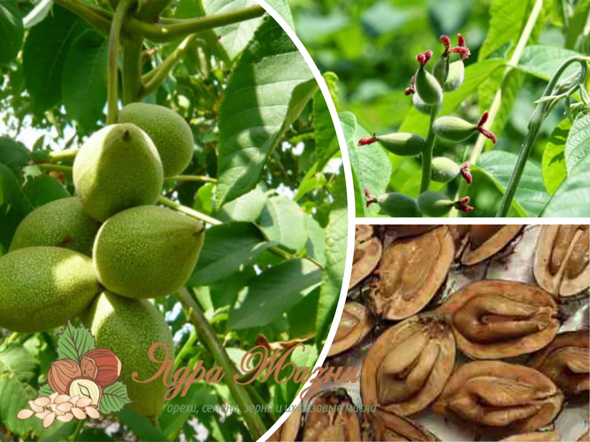 Плоды ореха маньчжурского фото и описание Орех маньчжурский (Juglans mandshurica Maxim.) или орех думбейский USDA 4 Растен
