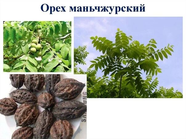 Плоды ореха маньчжурского фото и описание Nut Manchurian Price is R350. Manchurian nut is a deciduous plant from the Nut f