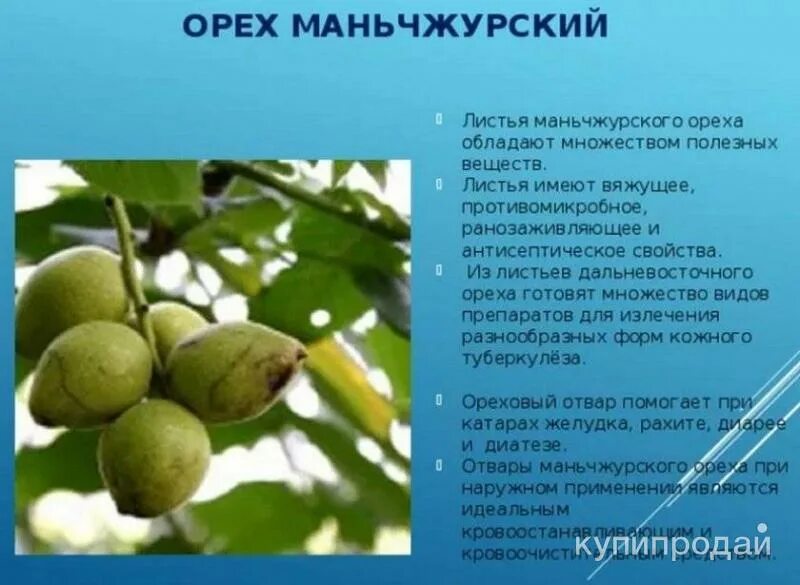 Плоды ореха маньчжурского фото и описание Продаются 4-хлетние саженцы маньчжурского ореха в Уфе, 1000 руб. за 1 шт. в Уфе