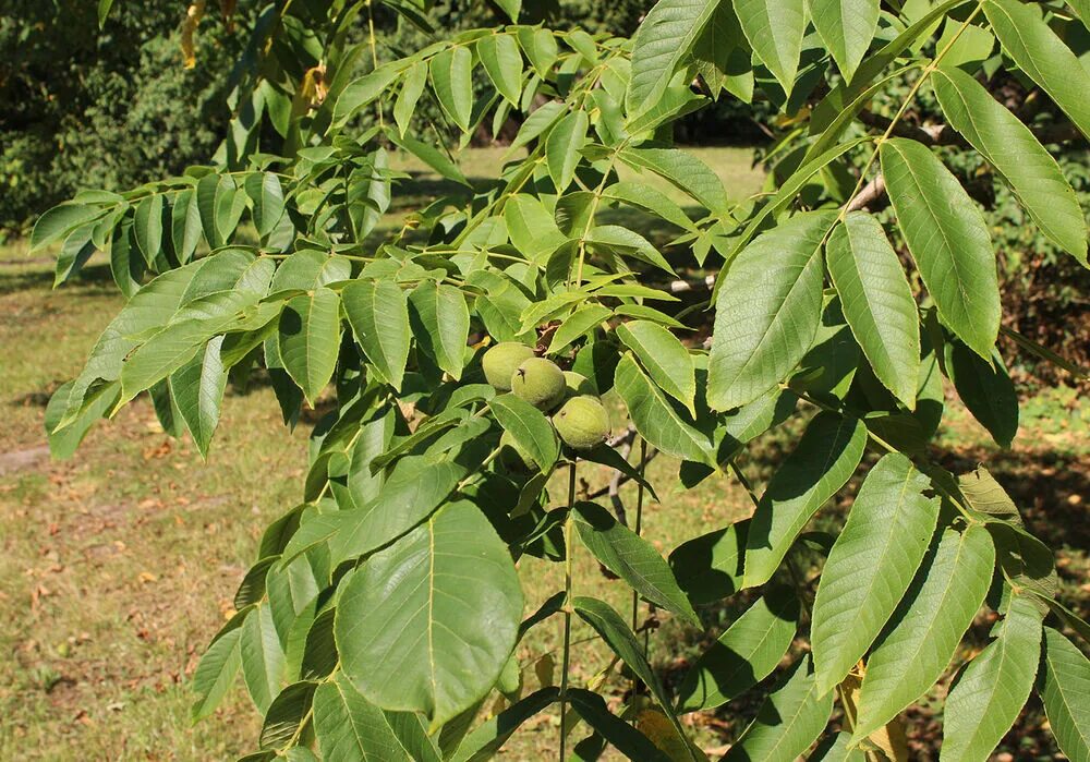Плоды ореха маньчжурского фото и описание Орех маньчжурский (Juglans mandshurica): купить саженцы в Екатеринбурге в питомн