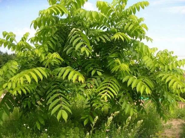 Плоды ореха маньчжурского фото и описание Орех маньчжурский (саженец +-30см) Саженцы лиственных деревьев и кустарников. Ли