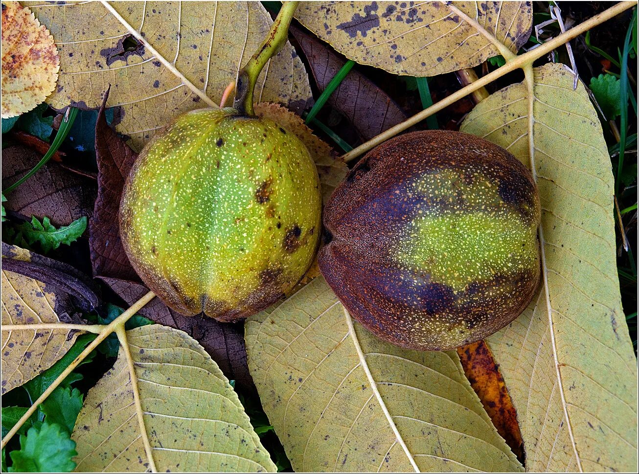 Плоды ореха маньчжурского фото и описание Juglans mandshurica - Image of an specimen - Plantarium
