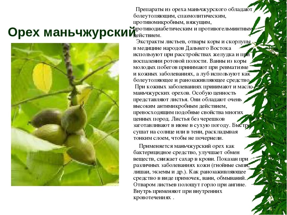 Плоды ореха маньчжурского фото и описание Картинки ОРЕХИ ПРИМОРЬЯ