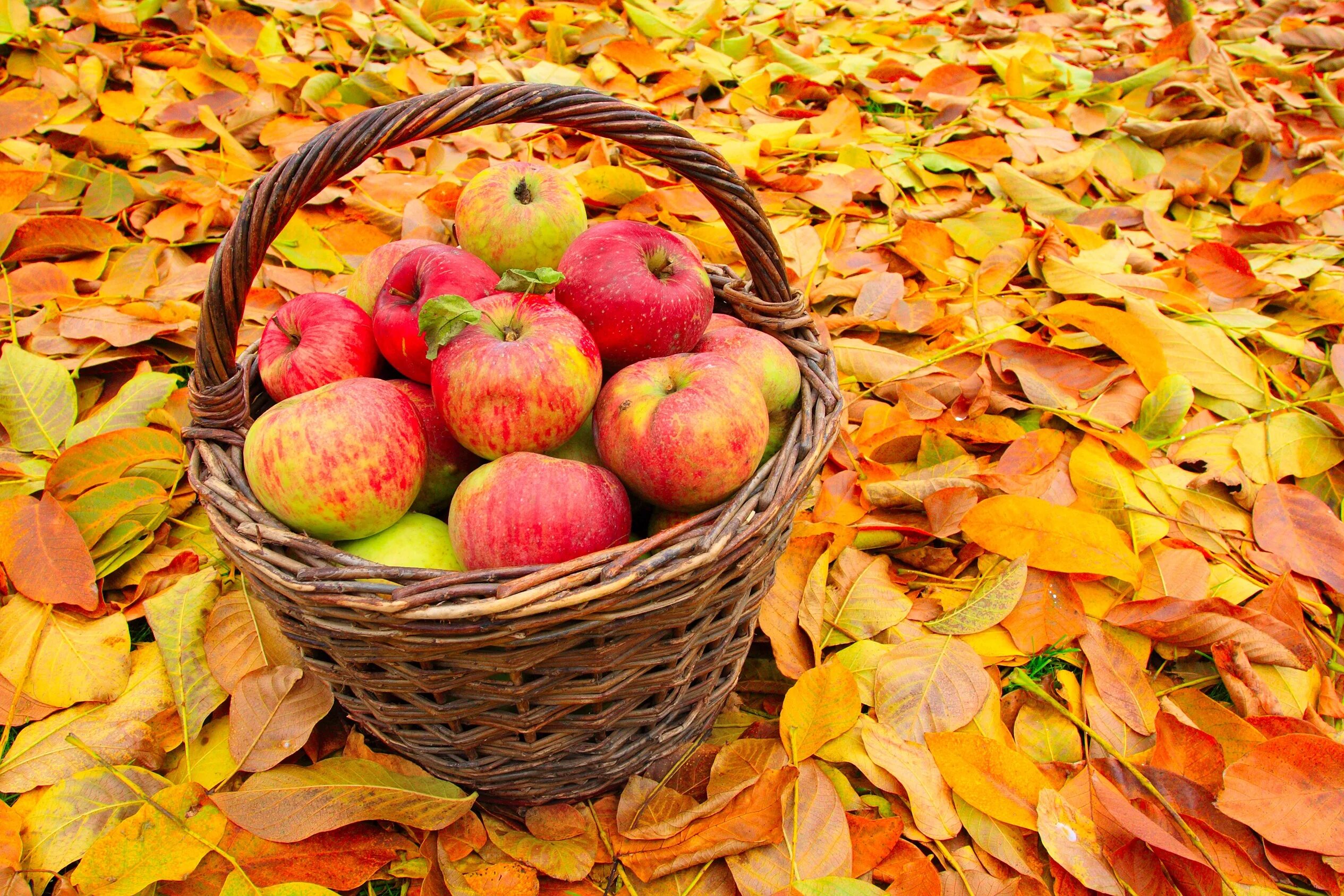 Плоды осени фото Download wallpaper autumn, leaves, basket, apples, yellow, section food in resol