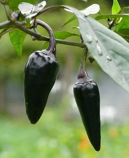 Плоды перца фото 29 Peppers ideas in 2021 stuffed peppers, stuffed hot peppers, pepper plants