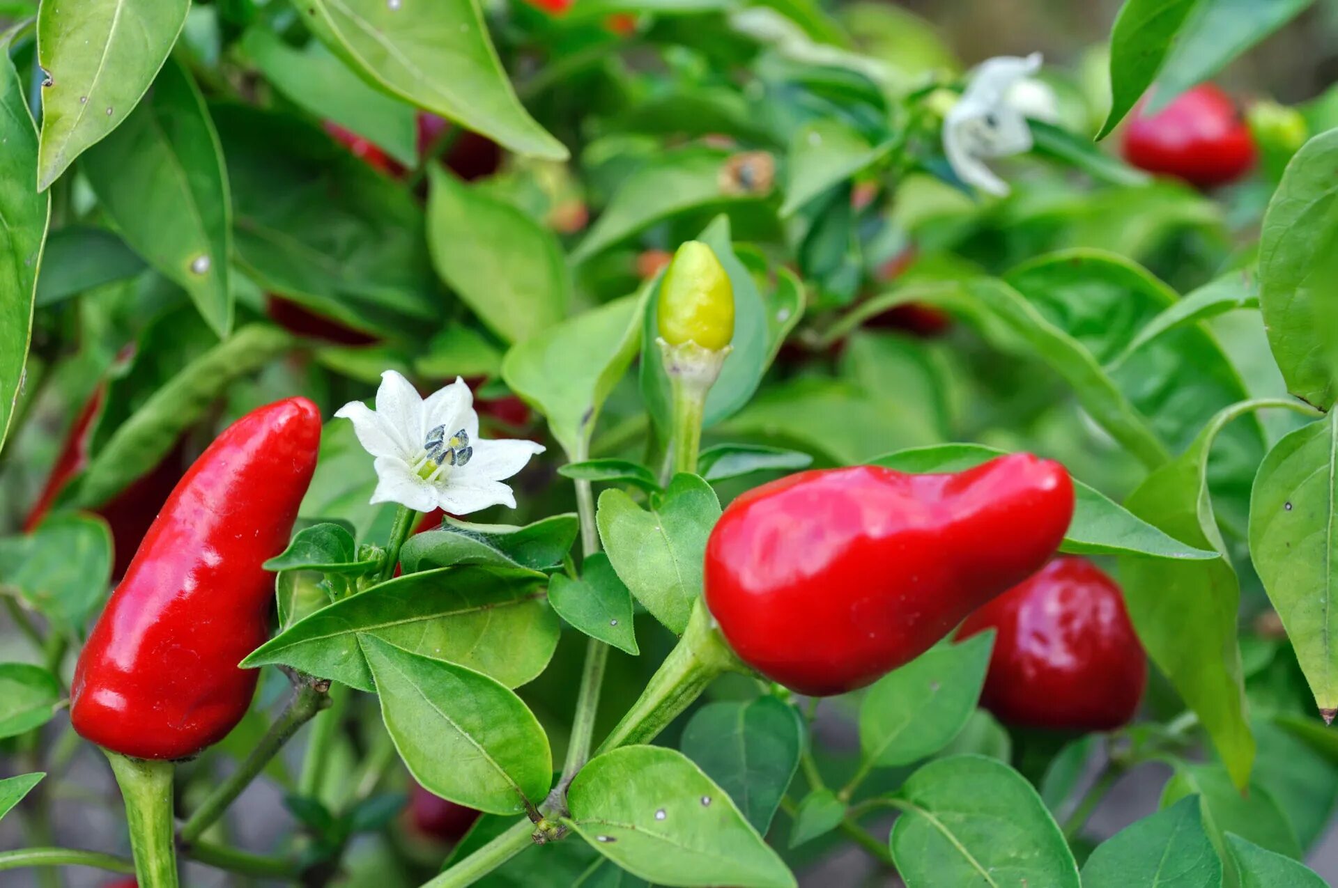 Плоды перца фото Major Chili Pathogen Threatens Chili Production - AGRIVI