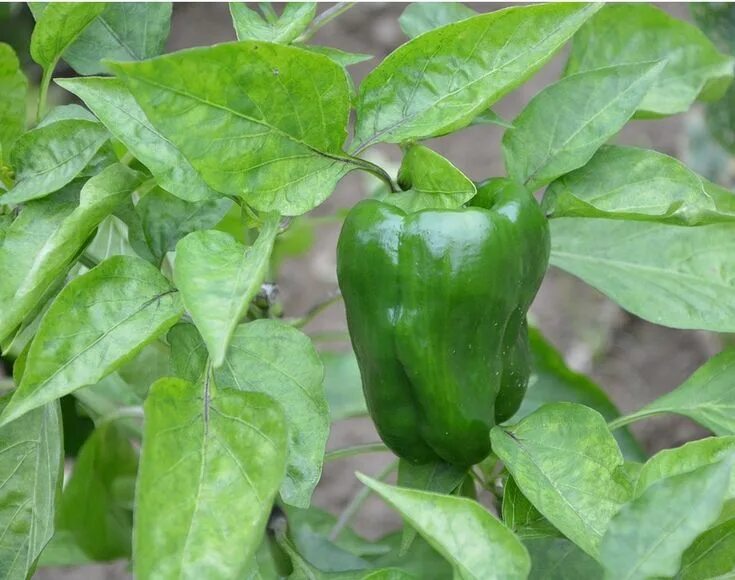 Плоды перца фото 10 légumes que vous pouvez cultiver dans des pots Potager, Planter tomates, Plan
