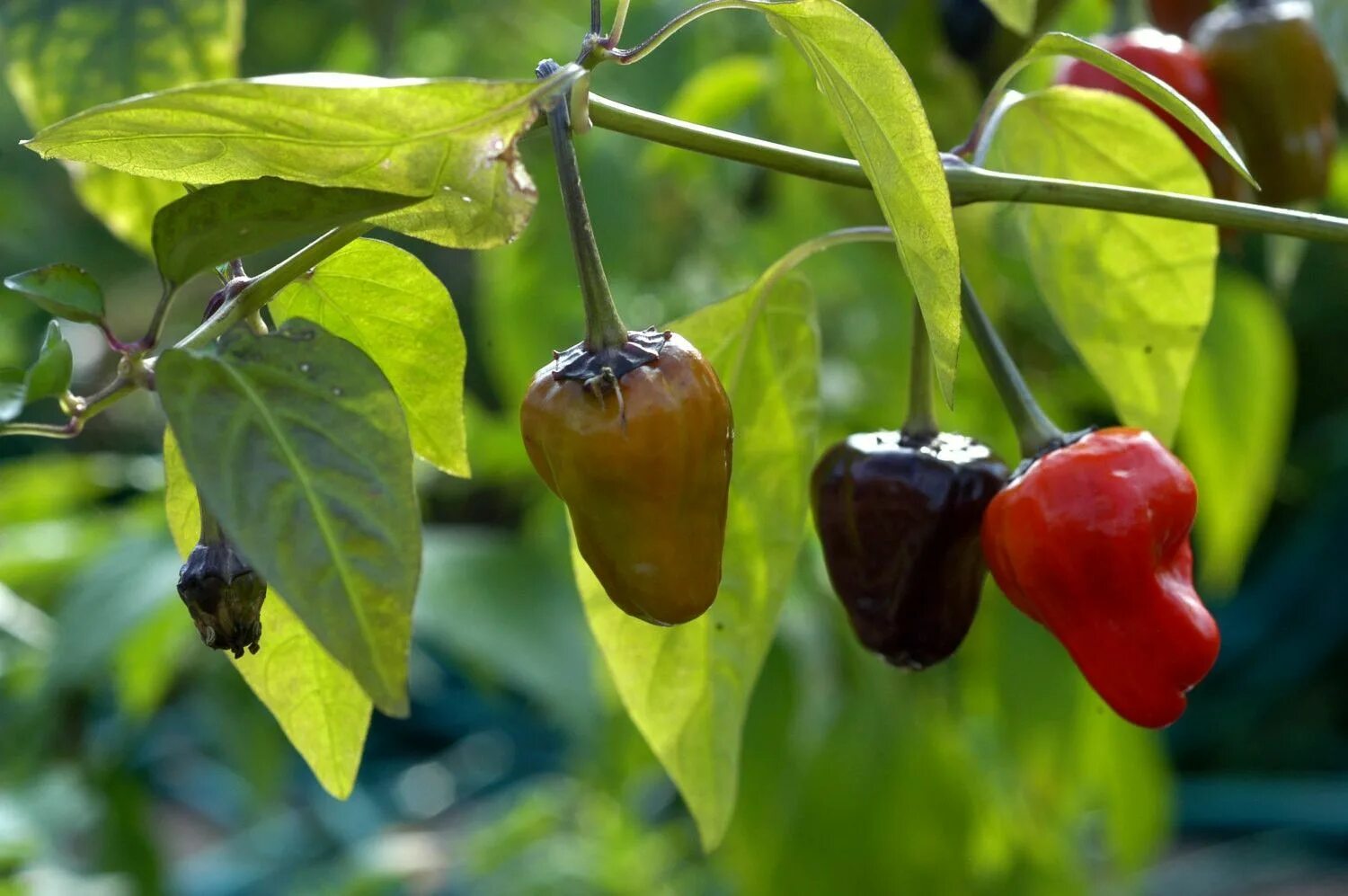 Плоды перца фото BLACK SCORPION TONGUE Chili Pepper - C.Annuum A very rare chili variety - Organi