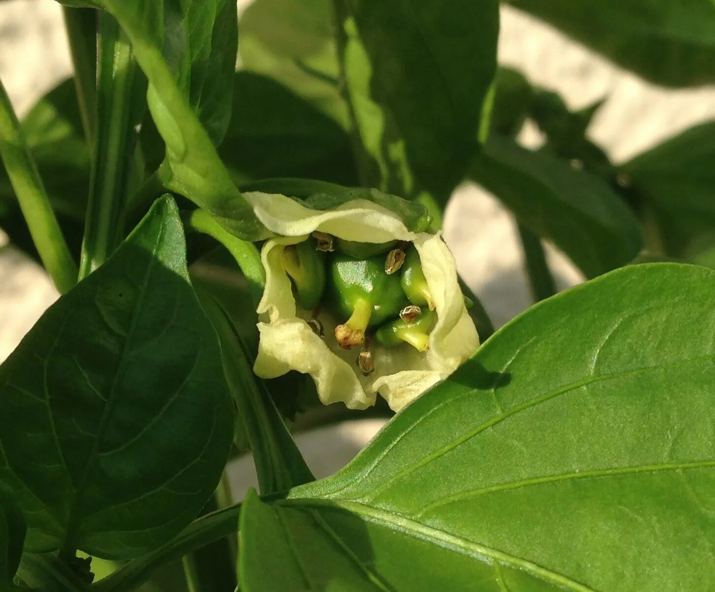 Плоды перца фото identification - Are there five Fresno pepper fruits growing from this flower? -