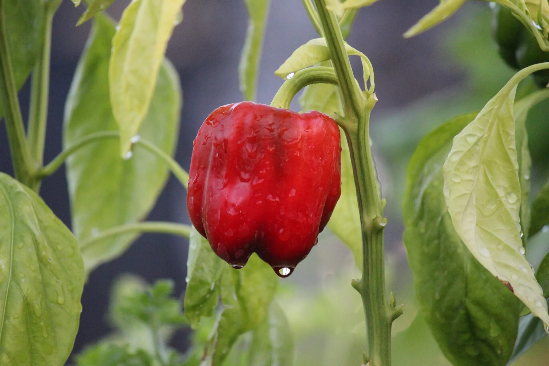 Плоды перца фото Download free photo of Pepper,red,vine,leaves,wet - from needpix.com