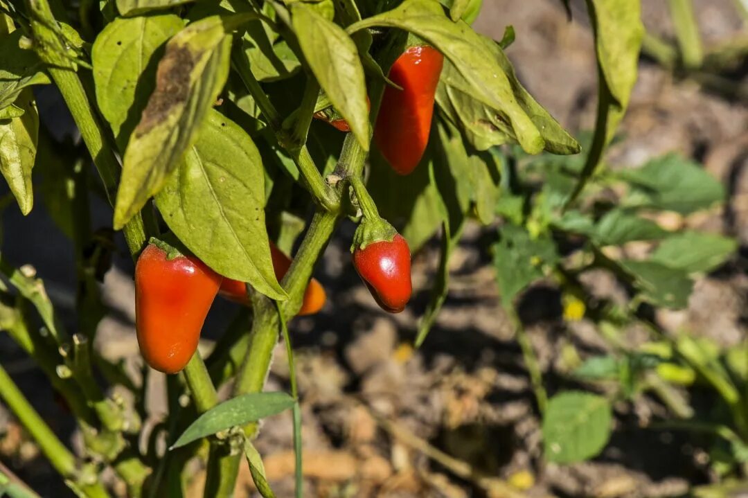 Плоды перца фото Pruning ofPepper - Black Pepper - Chinese Herbs Healing