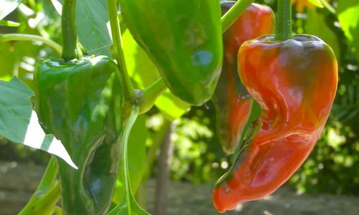 Плоды перца фото Grow Poblano Peppers And Spice Up Every Meal - Epic Gardening