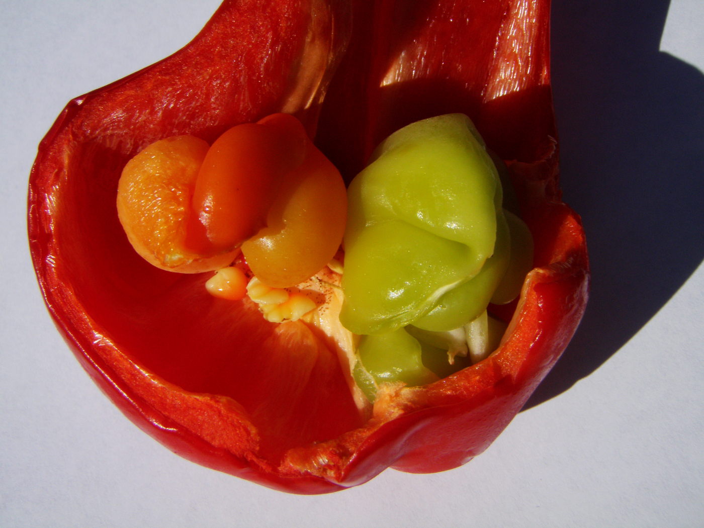Плоды перца фото Файл:Babies Bell pepper 'Capsicum annuum inside the parent pepper.jpg - Википеди