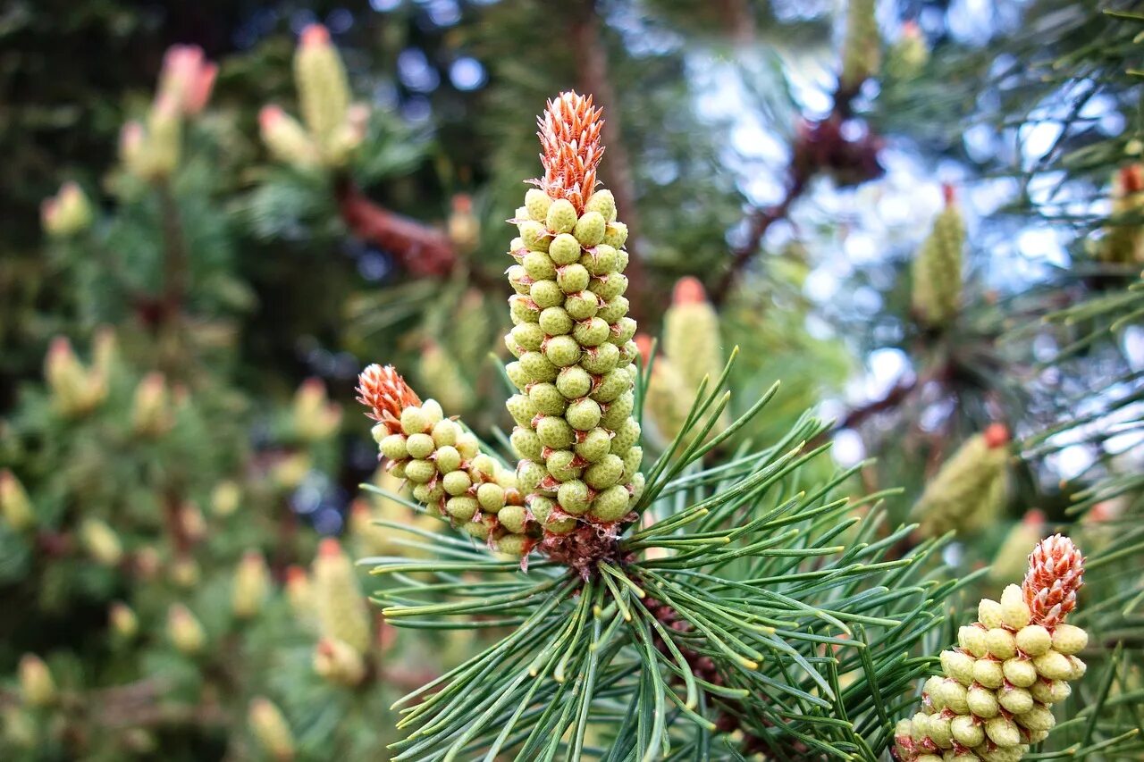 Плоды сосны фото Cone, pine cone, fruit, flower, tree - free image from needpix.com