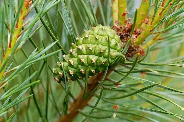 Плоды сосны фото Pinus sylvestris (Scots Pine) - 4 - immature cone Plant identification, Tree ide