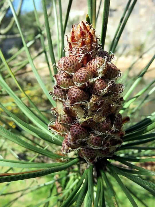 Плоды сосны фото Nature Plant Pine Fruit Tree-12 Inch BY 18 Inch Laminated Poster With Bright Col