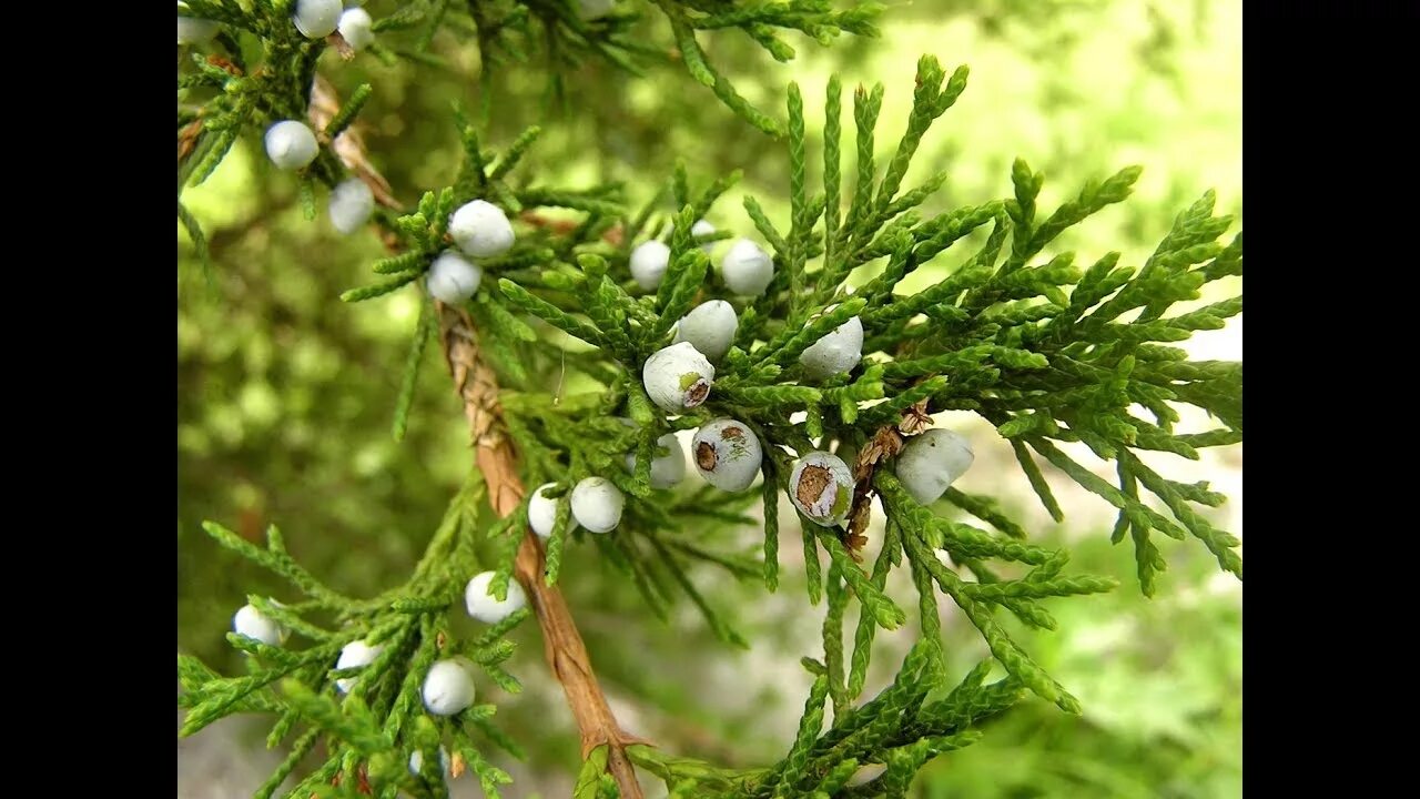 Плоды туи фото Juniper Berries for Healing - YouTube