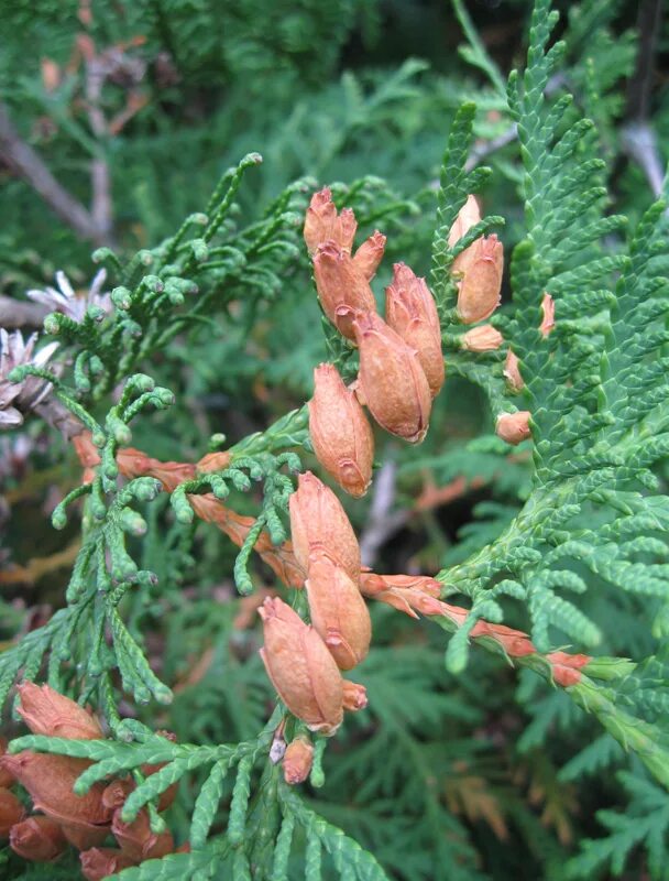 Плоды туи фото и описание Thuja occidentalis - Изображение особи - Плантариум
