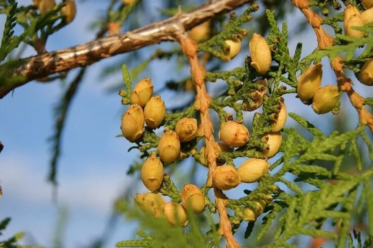 Плоды туи фото и описание Cuidados culturales de la Thuja o Árbol de la Vida Arbustos, Arboles, Huerto