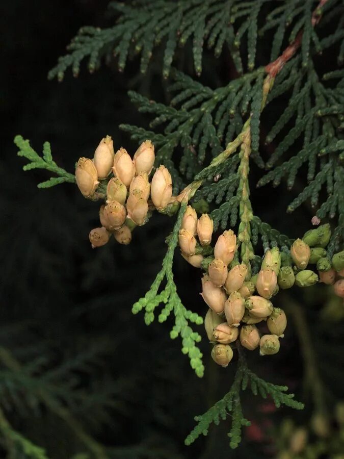 Плоды туи фото и описание Thuja occidentalis - Image of an specimen - Plantarium