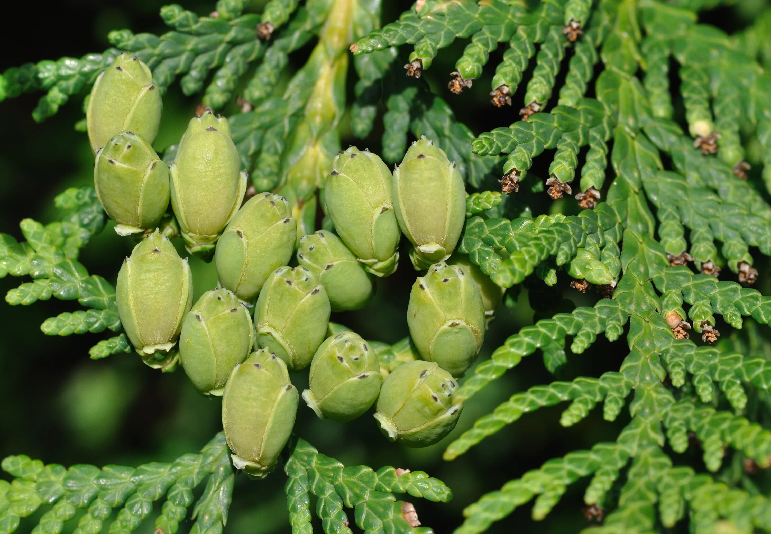 Плоды туи фото и описание Thuja occidentalis - Туя западная / Российское общество селекции и интродукции х