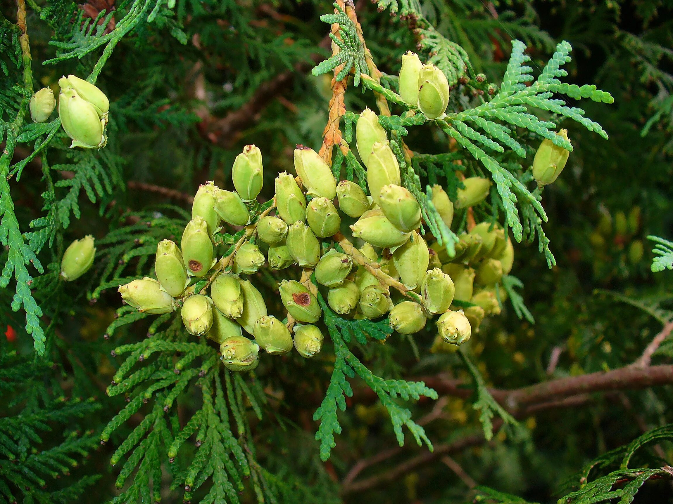 Плоды туи фото и описание File:Thuja occidentalis 003.JPG - Wikipedia