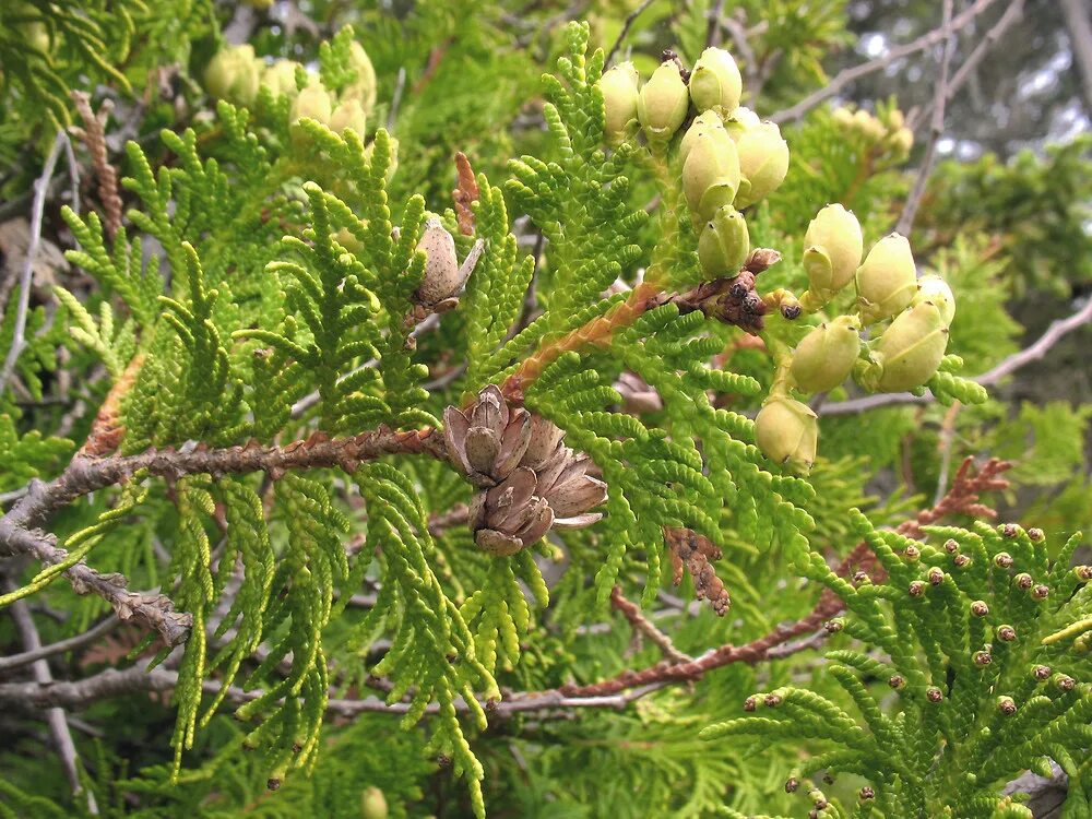 Плоды туи фото и описание Thuja occidentalis (northern white-cedar)