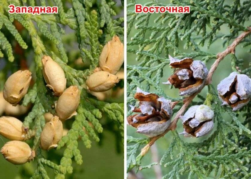 Плоды туи фото и описание Шишки туи - CormanStroy.ru