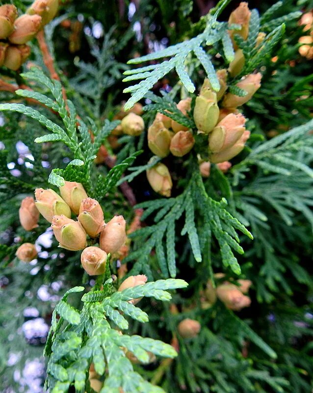 Плоды туи фото и описание Thuja occidentalis DSCN3187-001 malamant