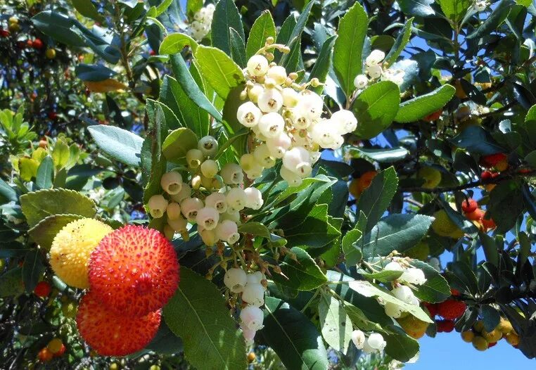 Плоды турции фото Семена декоративных деревьев и кустарников : Arbutus andrachne. Zemlyanichnoe de