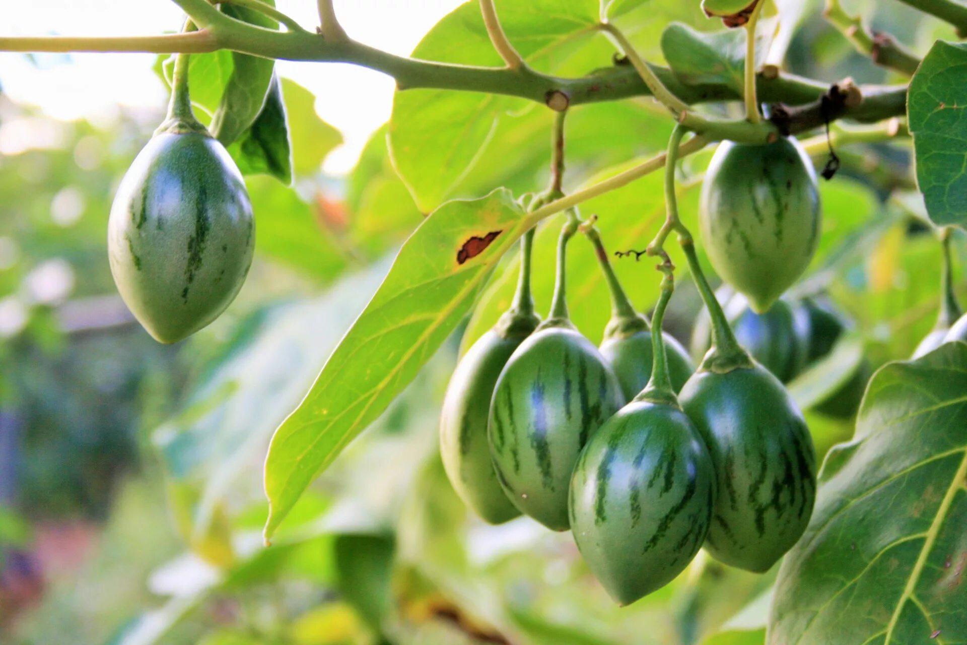 Плоды турции фото Fruit,tree tomato,green,flecks,oblong - free image from needpix.com