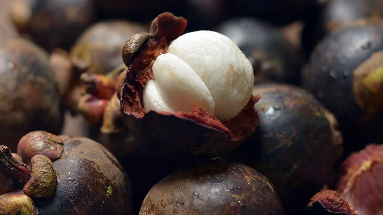 Плоды турции фото Prolonged Drought Compromises Balinese Mangosteen Quality Produce Report