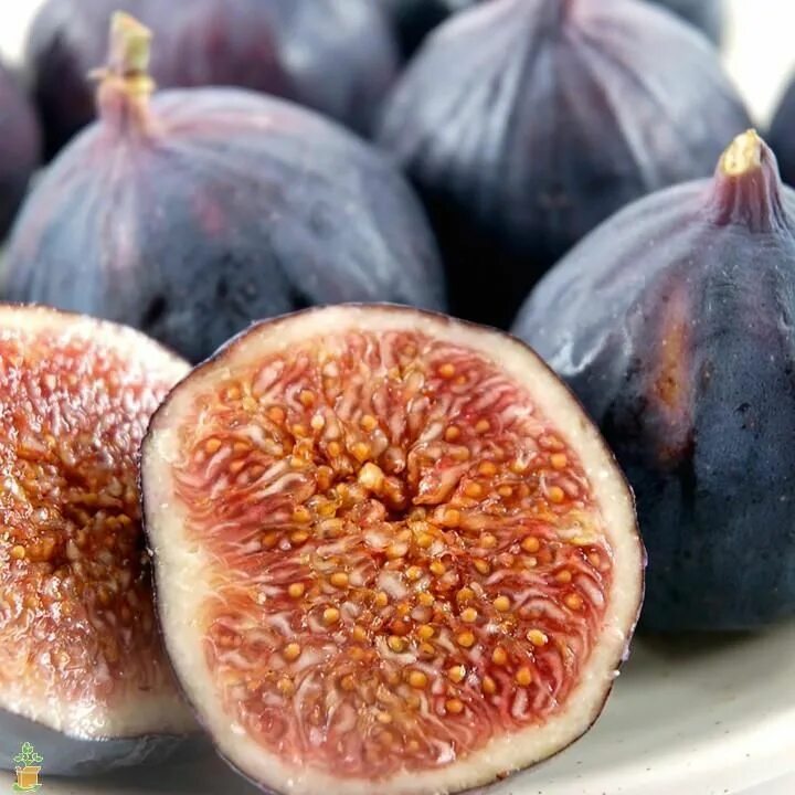 Плоды турции фото Brown Turkey Fig Tree - PlantingTree Fruit trees, Fig plant, Fig tree