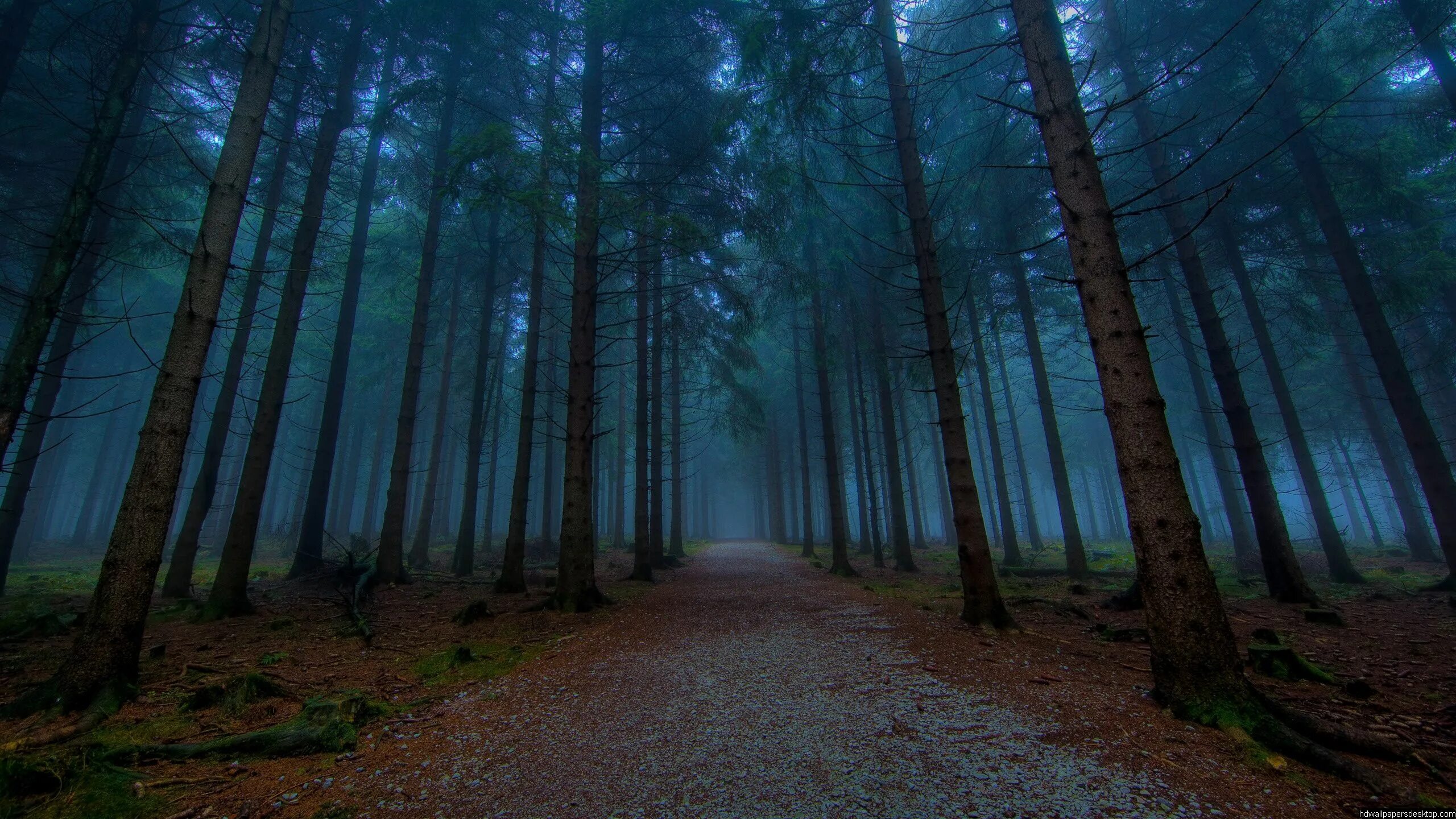 Плохие фото природы Nature Wallpaper Pack Forest pictures, Mystical forest, Foggy forest